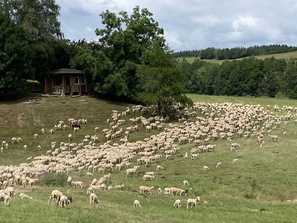 Von Schafen, Hirten und der Jugendevangelisation