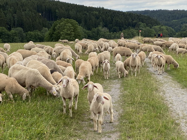 Von Schafen, Hirten und der Jugendevangelisation